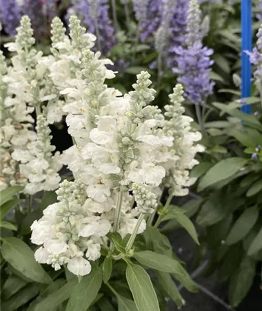Salvia farinacea