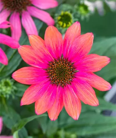 Echinacea purpurea