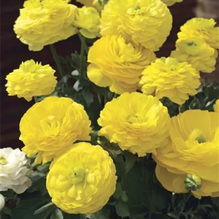 RAN_Gambit® F1_Yellow_473990_33824-70035060.jpg