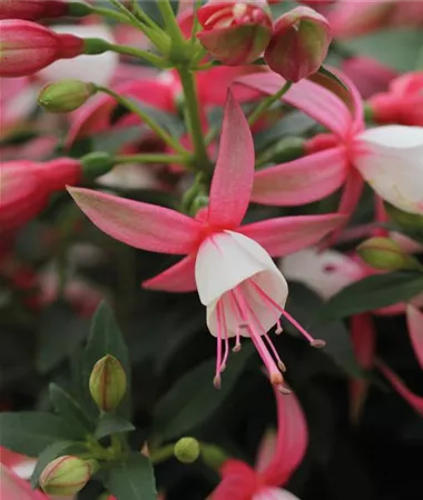 Fuchsia cultivars