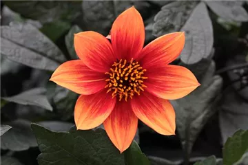 Dahlia x hortensis