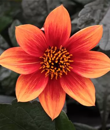Dahlia x hortensis