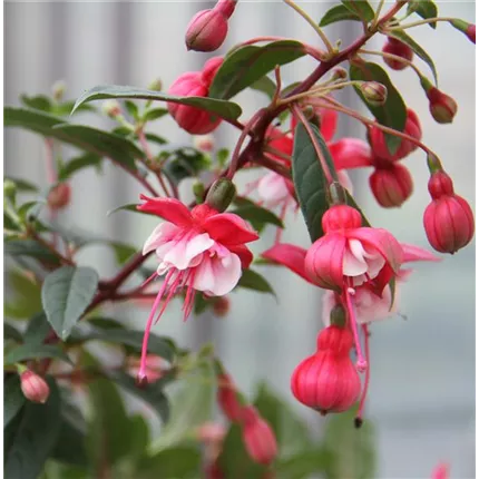 IMG_9309 - Kopie.jpg