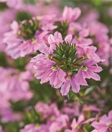 Scaevola aemula