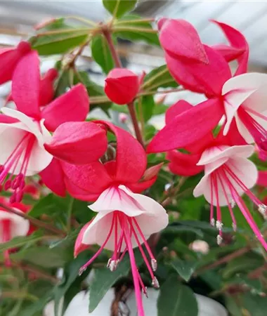 Fuchsia cultivars