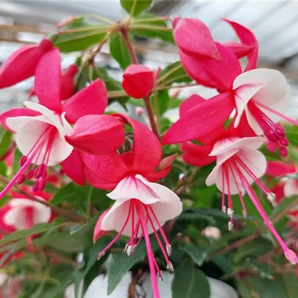 FUC_Leonita_Rose-White_128_443610_4908 (9)_KATALOGBILD.jpg