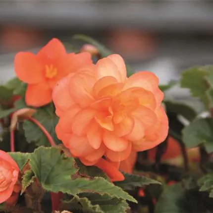 BEG Belina Peach 6922 408379 IMG_2653.jpg