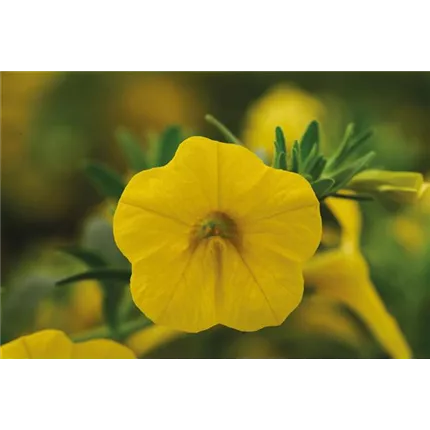 CAL_CalitaCompact_Gold_ 411090_DSC6302.jpg