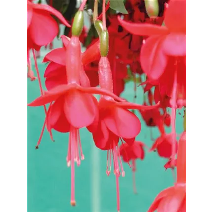 FUC_Marinka_443720 (1)_KATALOG.jpg