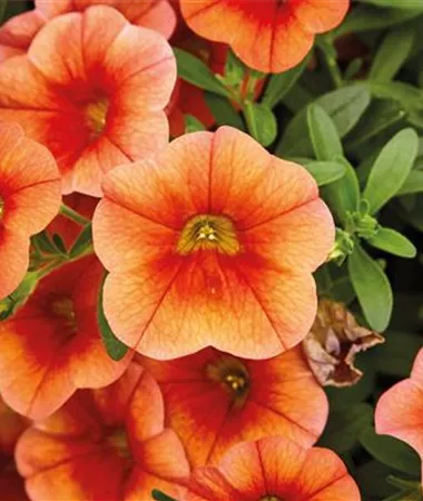Calibrachoa cultivars