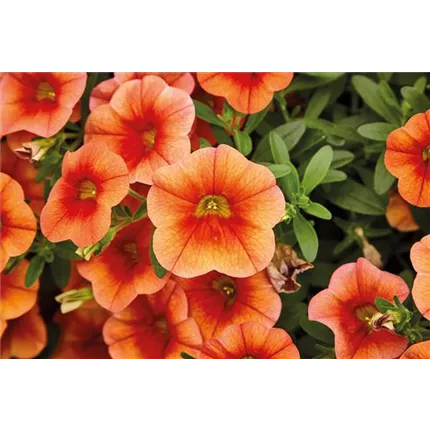 CAL Calita Compact Orange Red Eye_411100__Volmary_Bluete_2020_Juni_03_004_KATALOG.jpg