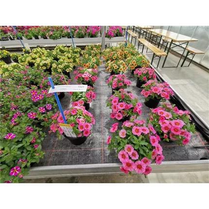 CAL_Calita® Compact Peach Morn_411105_IMG_20190514_134444.jpg