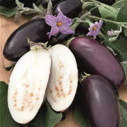 SOL Diamond Purple 478178 SO-0300-02.jpg