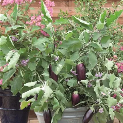 SOL Diamond Purple 478178 SO-0300-03.jpg