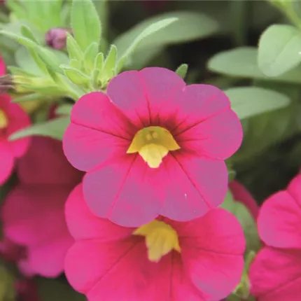 CAL Calita Compact Rose 411110 IMG_3607_.jpg