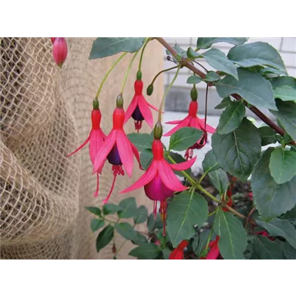 FUC_Mrs_Popple_443865 (2)_KATALOG.jpg