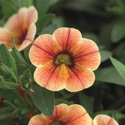 CAL Calita Compact Tigereye 411125_DSC7970.jpg