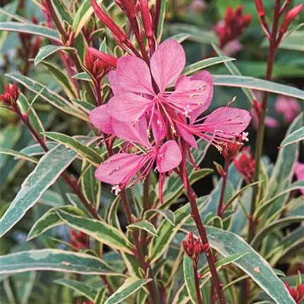 GAU Gambit® Variegata Rose 444134_bearbeitet_KATALOGBILD.jpg