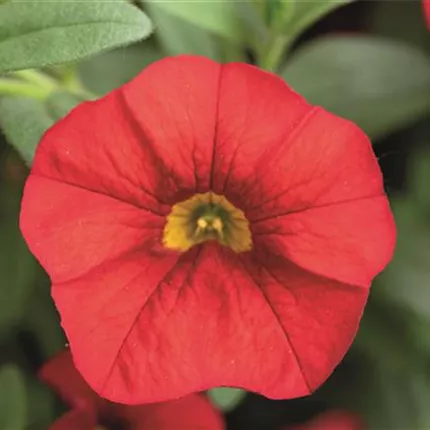 CAL Calita Red IMP 2020 411262_DSC6469.jpg