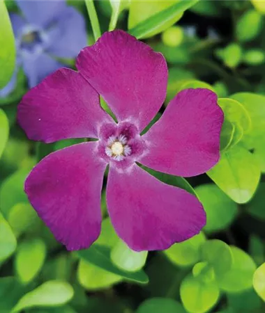 Vinca minor