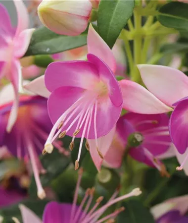 Fuchsia cultivars