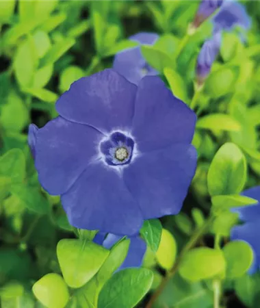 Vinca minor