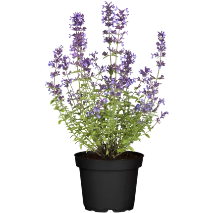 NEP-Kit Kat-Kit Kat-457920-15380-1.png