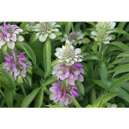 MON_Bergamo_IMG_3060_457380 _KATALOG.JPG