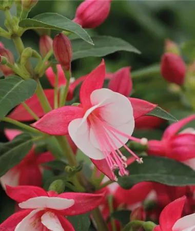 Fuchsia cultivars