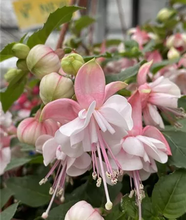 Fuchsia cultivars