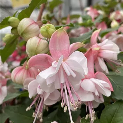 FUC_Leonita Double_Pink-White_128_443625_IMG_5193_KATALOGBILD.JPG