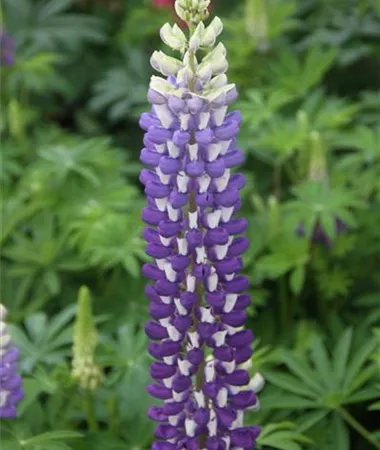 Lupinus polyphyllus