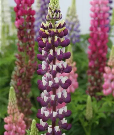 Lupinus polyphyllus