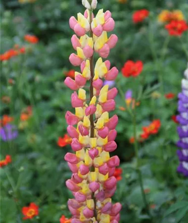 Lupinus polyphyllus