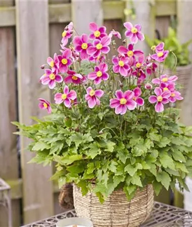 Anemone hupehensis