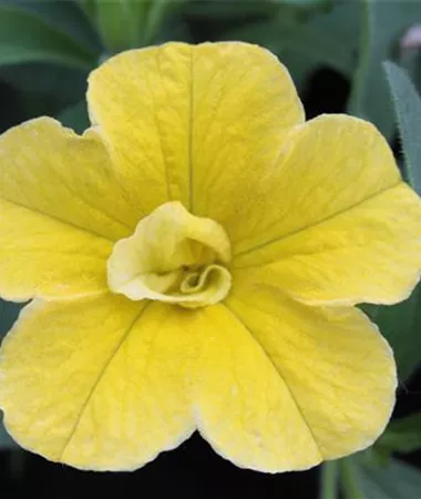 Calibrachoa cultivars