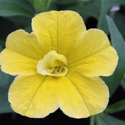 CAL_Calita® Double_Sun_51_411423_ (2)_KATALOGBILD.JPG