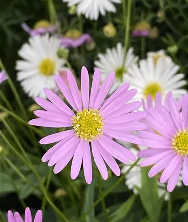 Brachyscome x multifida