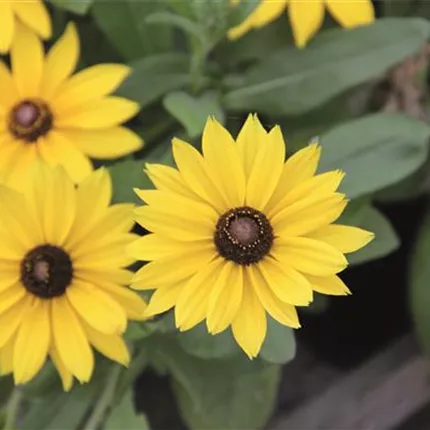 RUD Summerdaisy's Yellow 474675_IMG_8862.jpg