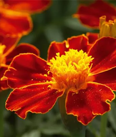 Tagetes x patula
