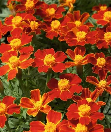 Tagetes x patula