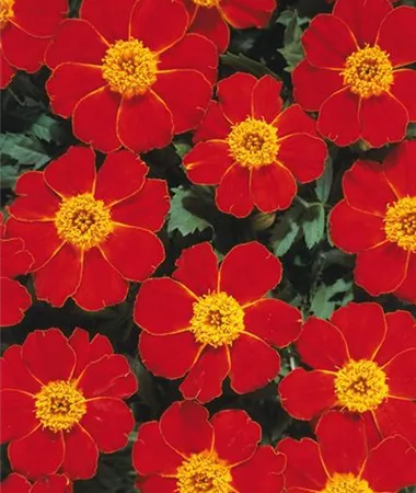 Tagetes x patula
