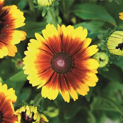 RUD Summerdaisy's Red Bicolor 474672 _DSC8903.jpg