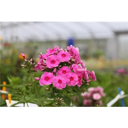 PHL_Adessa_RoseEye-467325_katalog_IMG_1991.jpg PHL_Adessa_RoseEye-467325_katalog_IMG_1991.jpg