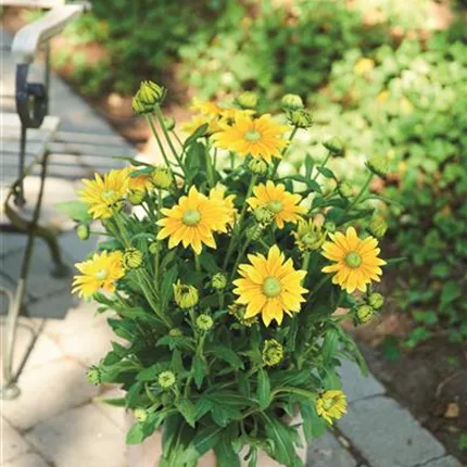 RUD Summerdaisy's Green Sun 474667 LemonSZ_DSC8916.jpg