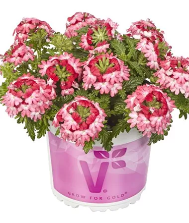 Verbena x peruviana