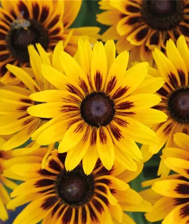 Rudbeckia x hybrida