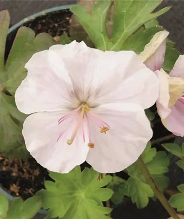 Geranium x hybridum