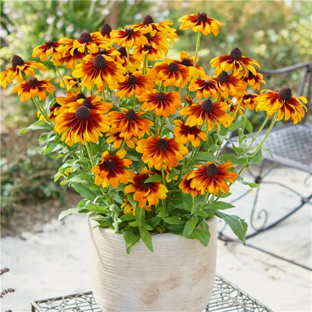 Sun Flower Sunflower 'Soluna Bronze' - Seeds | Dobies