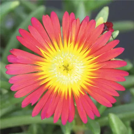 DEL Suntropics® Red 430720_bearbeitet_KATALOGBILD.jpg